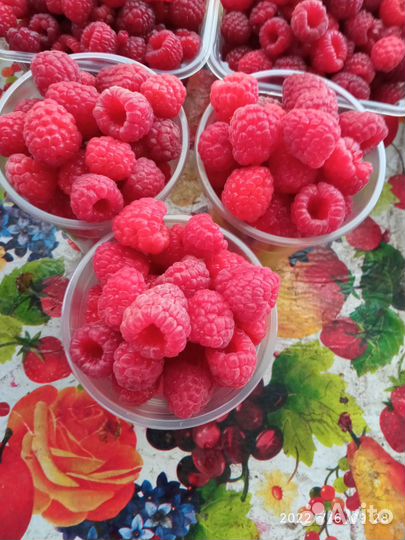 Саженцы малины и ежевики новых сортов