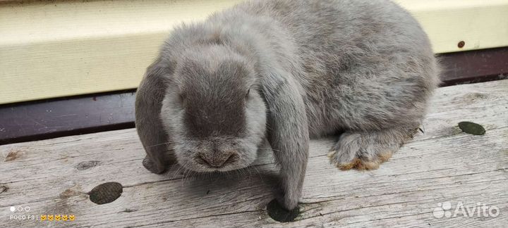 Кролики крупной мясной породы, французский баран