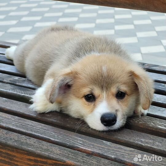 Вельш-корги пемброк