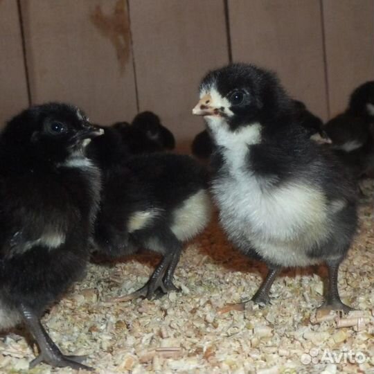 Цыплята доминант голубой, крапчатый, черный