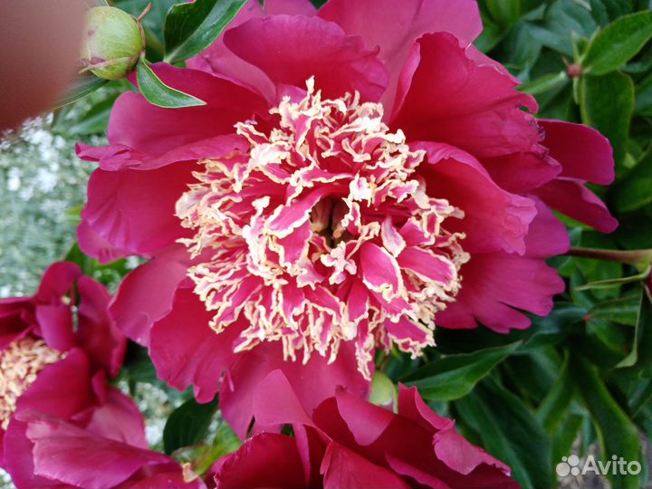 Пион срезочный, пион Акрон