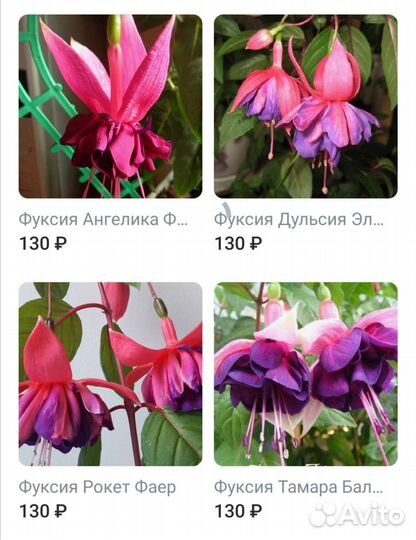 Фуксия сортовая