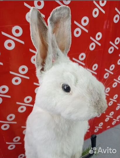 Чучело заяц русак с трубкой