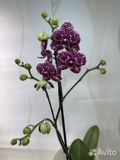 Орхидея фаленопсис