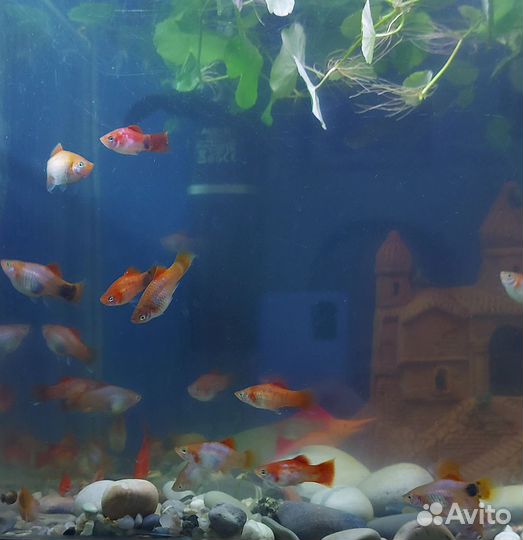 Пецилия. Аквариумная рыбка