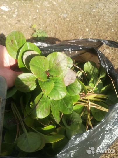 Грушанка круглолистная