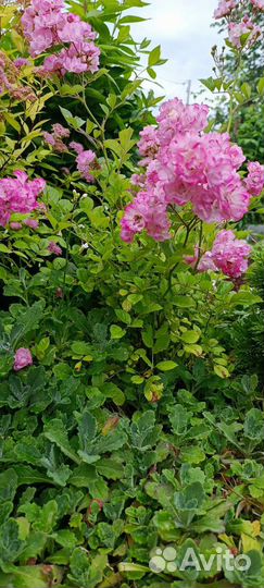 Роза китайская Angel Wings махровая