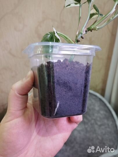 Сциндапсус н джой