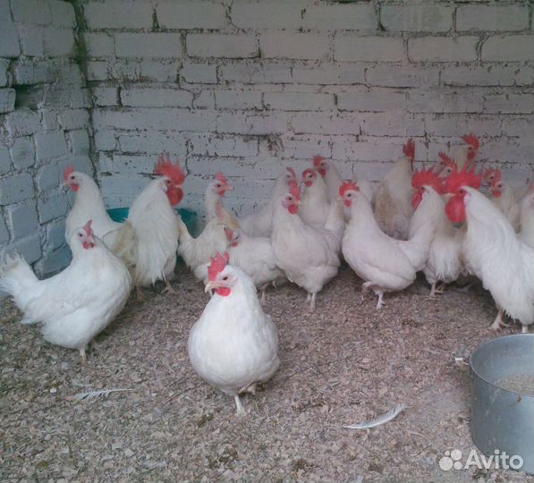 Продаются куры