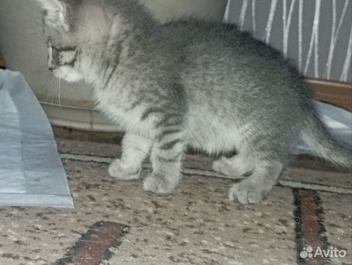 Кошки в добрые руки бесплатно