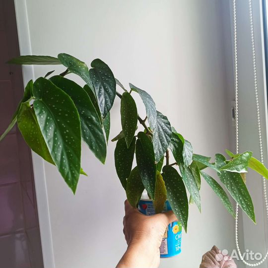 Бегония Тамая