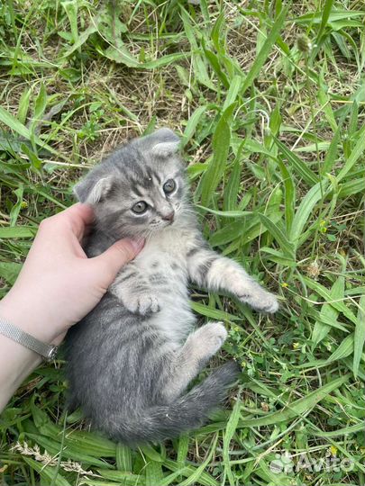 Кошки в добрые руки бесплатно