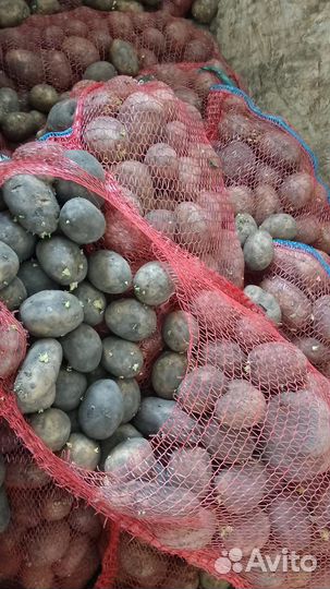 Продам картофель