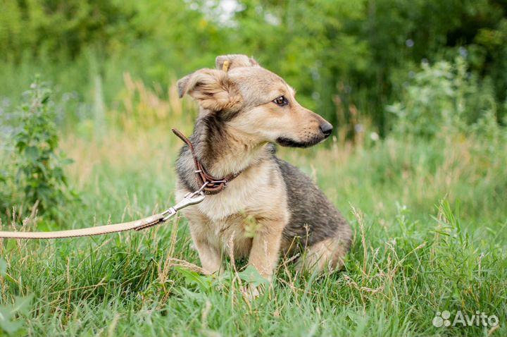 Собака маленькая из приюта в добрые руки