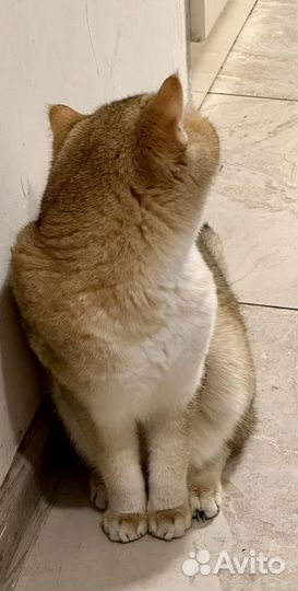 Золотая британская шиншилла вязка