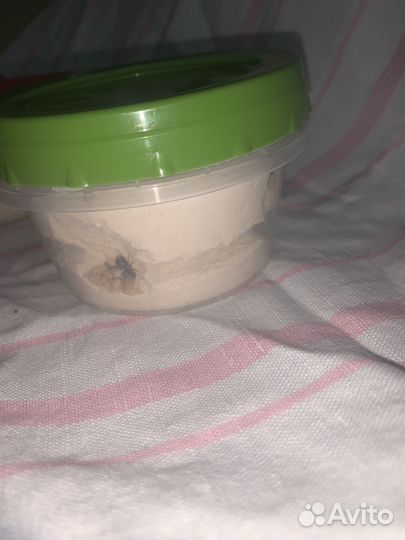 Колонии Муравьёв Lasius niger тетрамориум