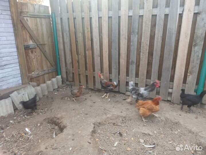 Петух доминант