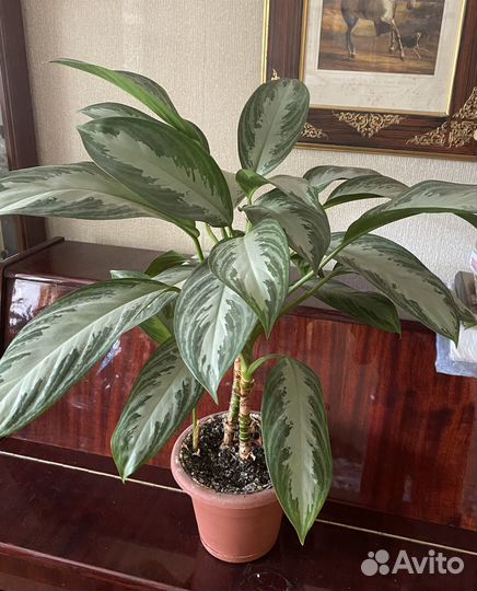 Фикус, кротон, декабрист и др