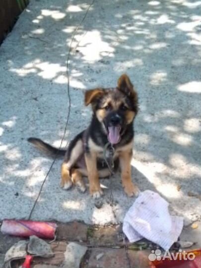 Метис немецкой овчарки щенок бесплатно