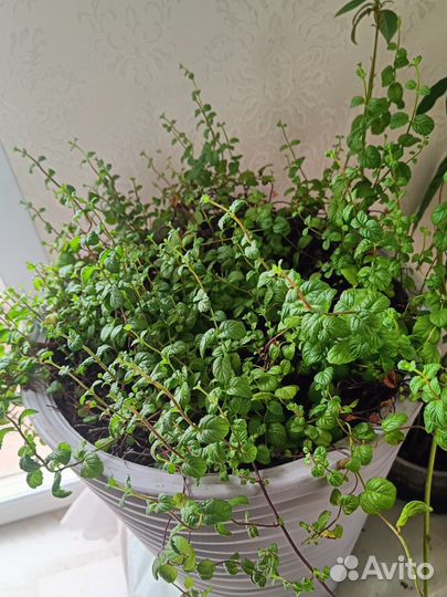 Комнатная мята