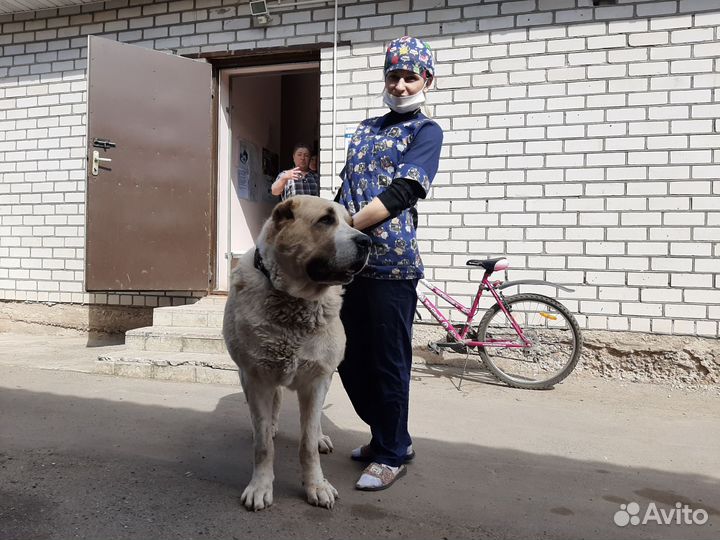 Ветеринарный врач