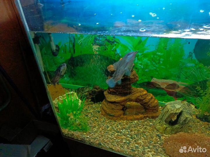 Украшение для аквариума