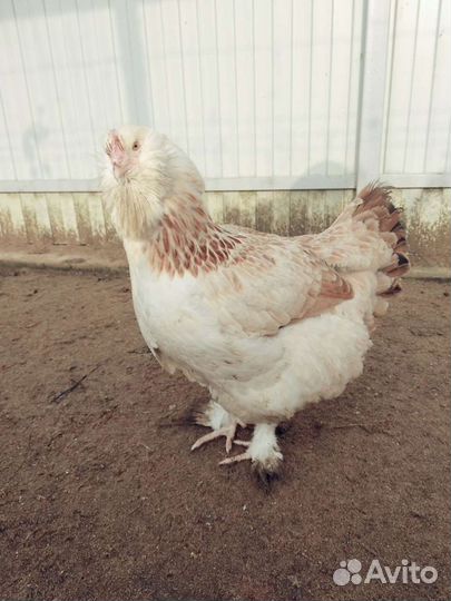 Цыплята фавероль,лакеданзи