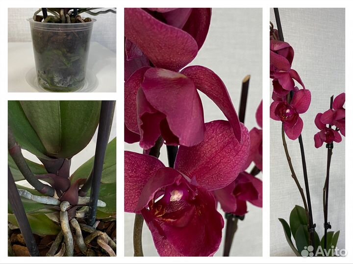 Орхидея редкая