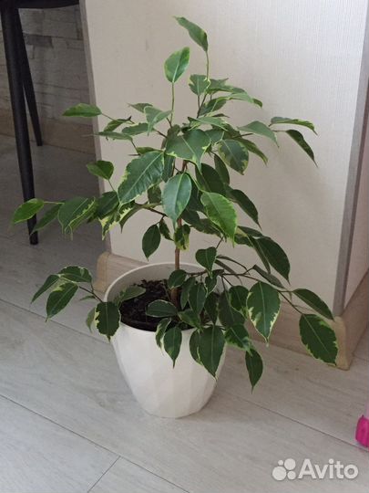 Фикус бенджамина