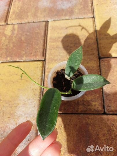 Хойя почтой