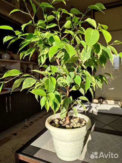 Фикус бенджамина
