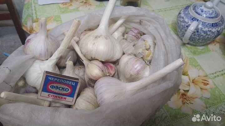 Чеснок для посадки