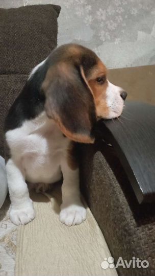 Биглидетки