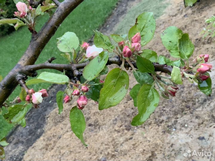 Яблоня карликовая «Чудное» 6ти-летка плодоносящая