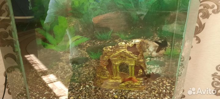Аквариум с рыбками