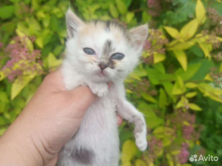 Котята (девочки)в добрые руки бесплатно