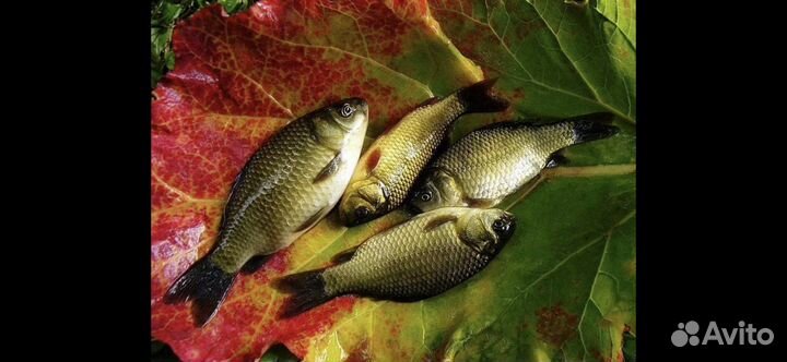 Живец карась