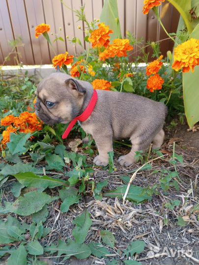 Французский бульдог щенки