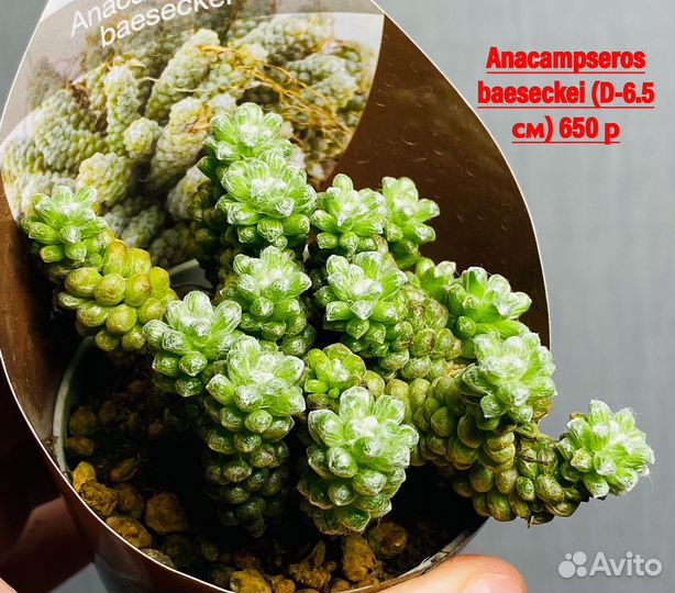 Редкие суккуленты