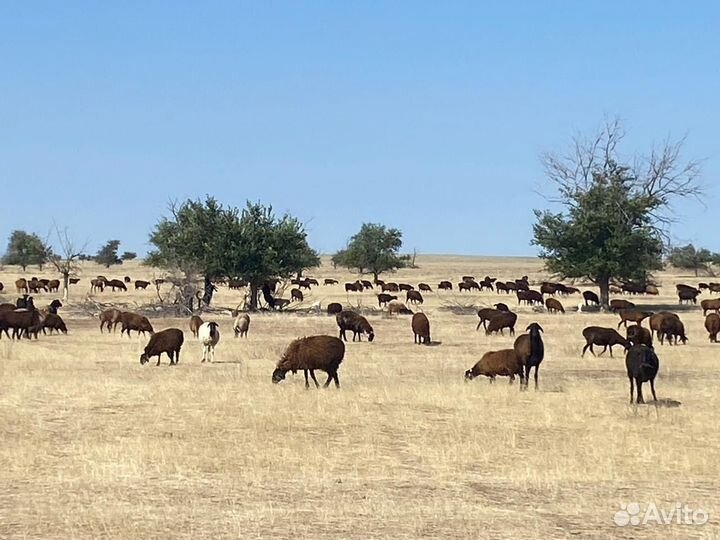 Продается мрс эдильбаевской породы