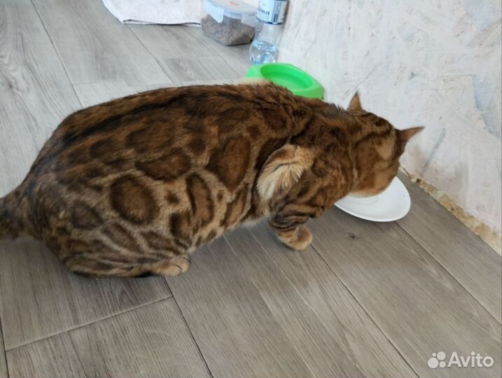 Бенгальский кот