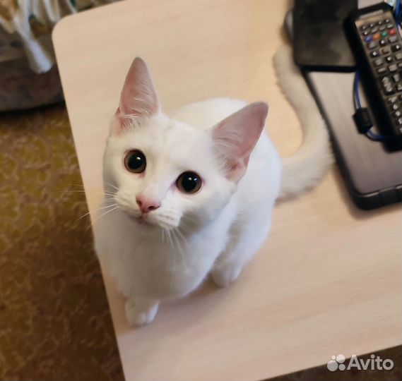 Кошка в дар бесплатно