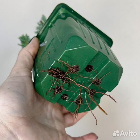Можжевельник 3 сорта