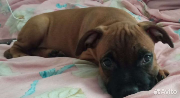 Щенки Питбуля