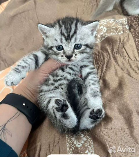 Продаются красивые котята