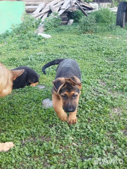 Немецкая овчарка