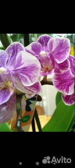 Орхидея фаленопсис