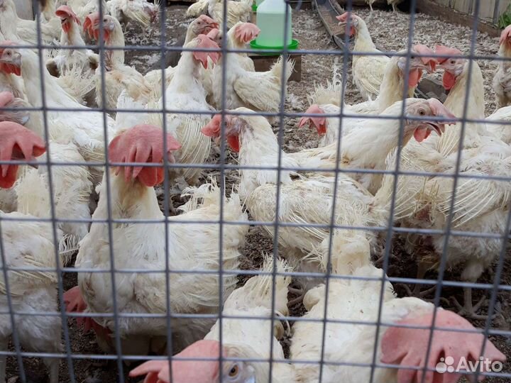 Курица несушка