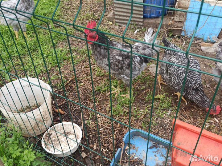 Молодые петухи доминанты