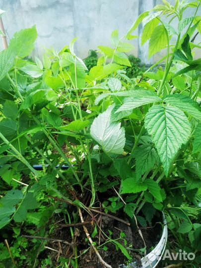 Саженцы малины